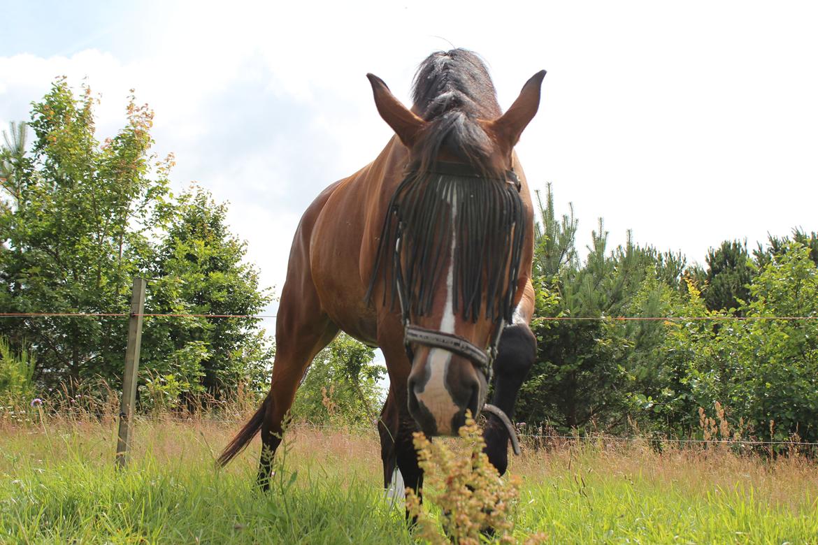 Anden særlig race Nico billede 16