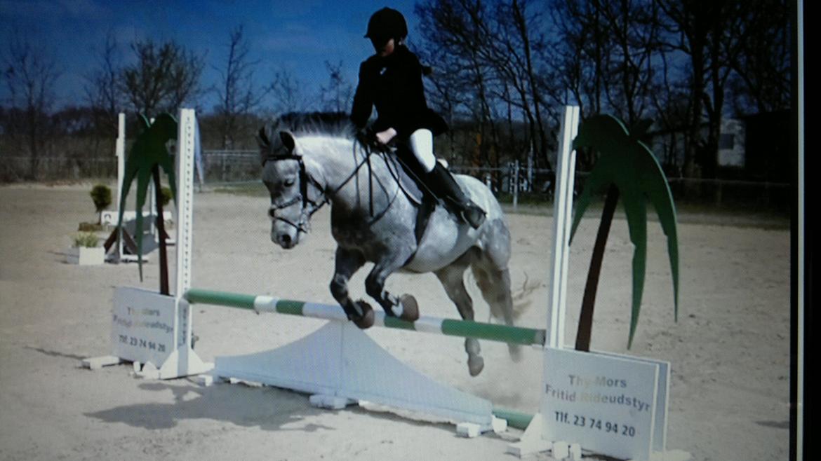 Anden særlig race Sugar - stald mark 2013 billede 13