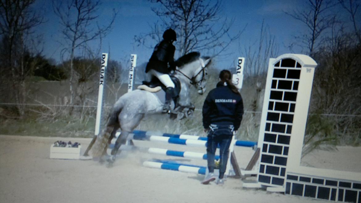 Anden særlig race Sugar - stald mark 2013 billede 8