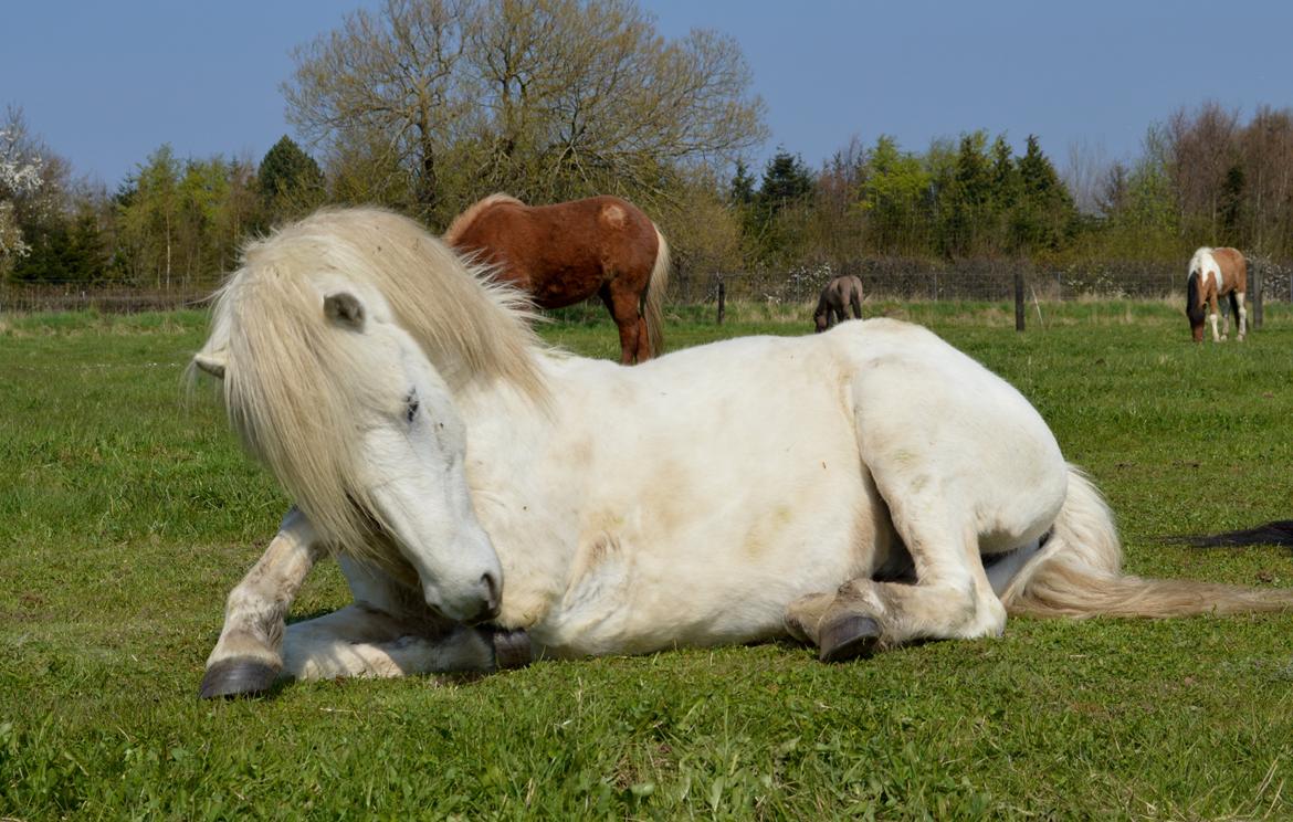 Islænder Jökull billede 12