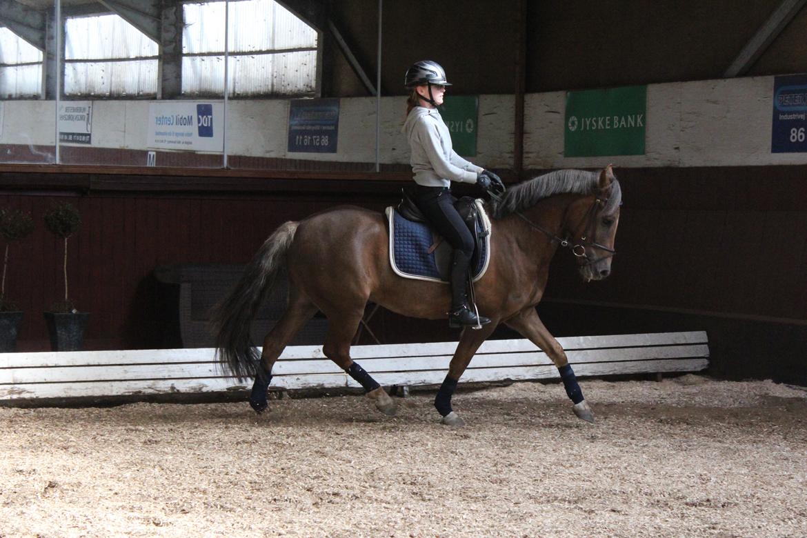 DSP Kærvangs GoldenFox - Dressurtræning, 21. april 2013 - Skal nok få taget nogle nye snart! ;-) billede 18