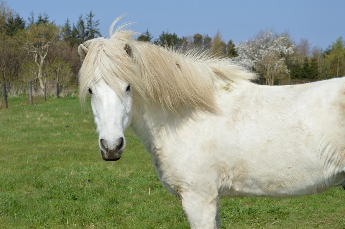 Islænder Jökull billede 13