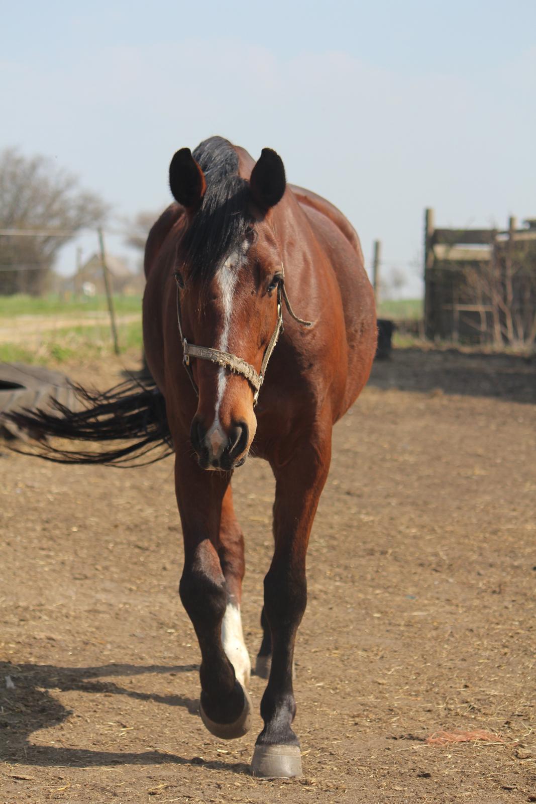 Pinto Pegasus | Soulmate | - 3) Jeg er så heldig at gå dette fantastiske væsen i møde, hver eneste dag <3 billede 3