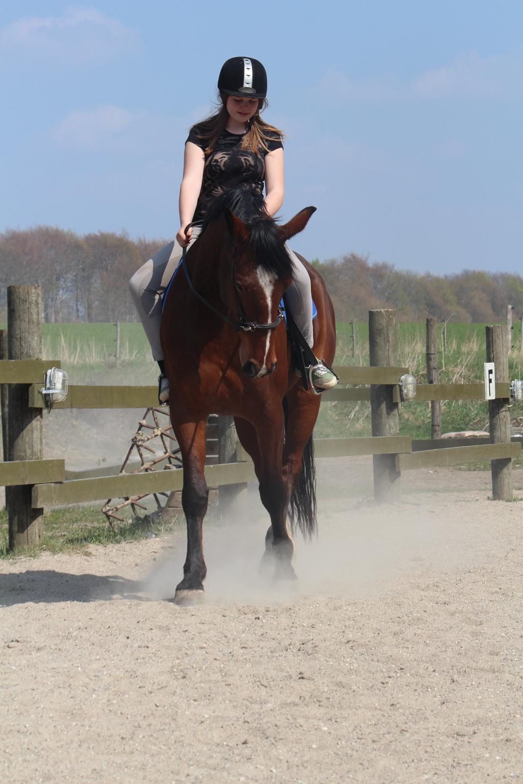 Pinto Pegasus | Soulmate | - 13) Versade arbejde, det går fremad!  billede 13