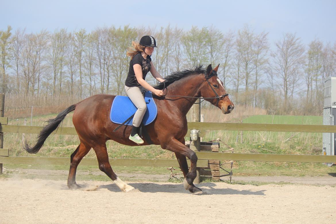 Pinto Pegasus | Soulmate | - 12) Øvelse gør mester! billede 12