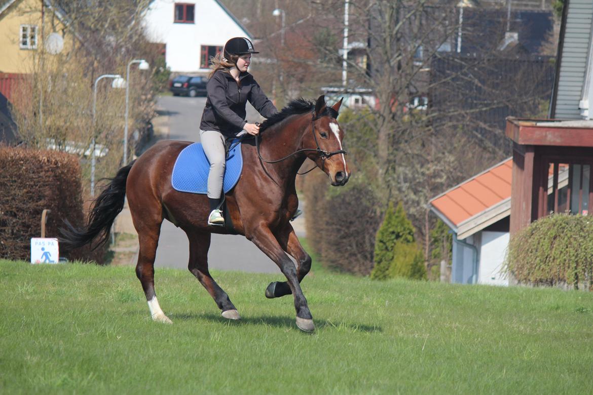 Pinto Pegasus | Soulmate | - 16) Vi gør det sammen! <3 billede 16