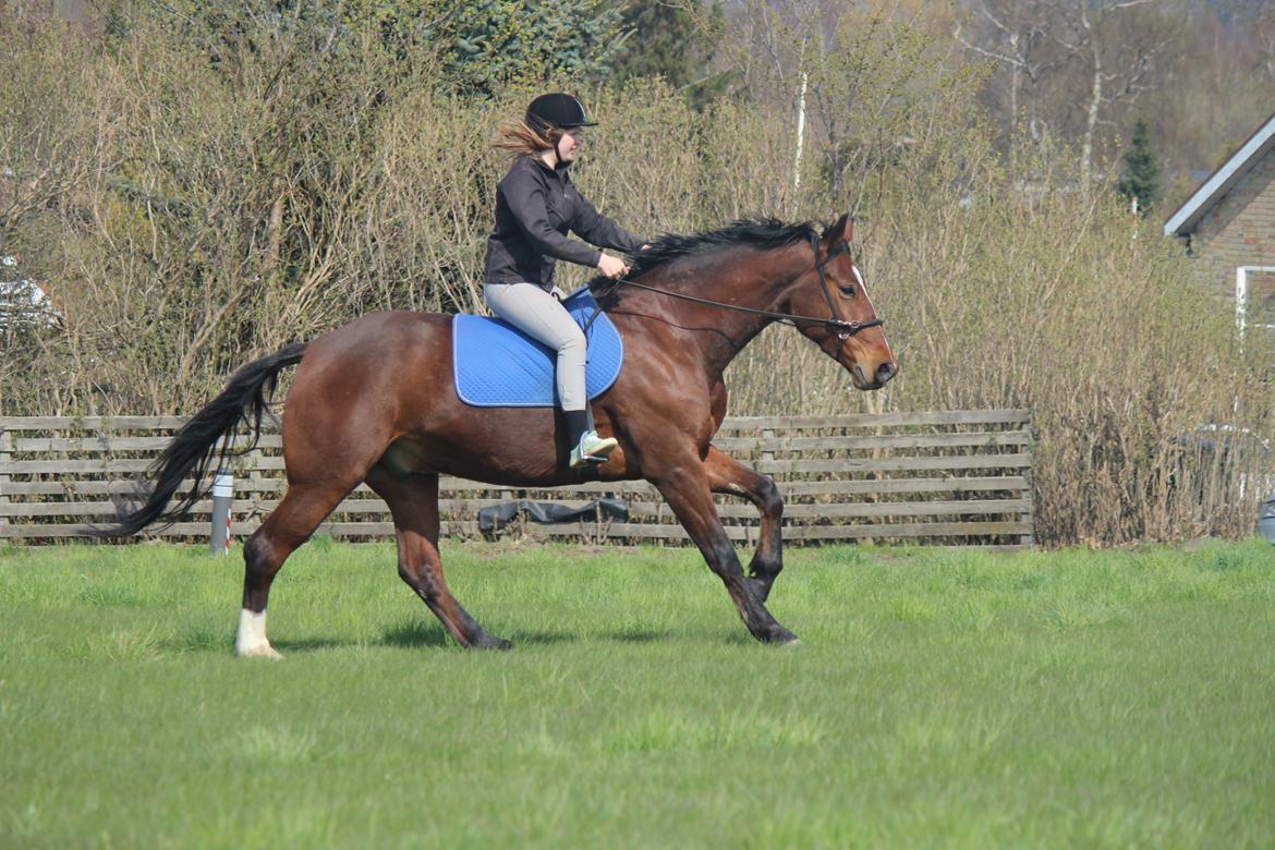 Pinto Pegasus | Soulmate | - 4) Noget af det vi begge elsker  billede 4