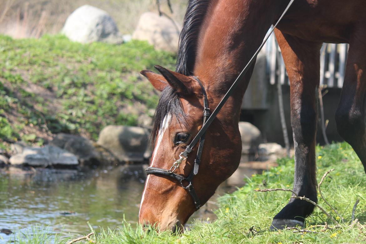 Pinto Pegasus | Soulmate | - 10) „Life takes you to unexpected places,love brings you home.“ billede 10