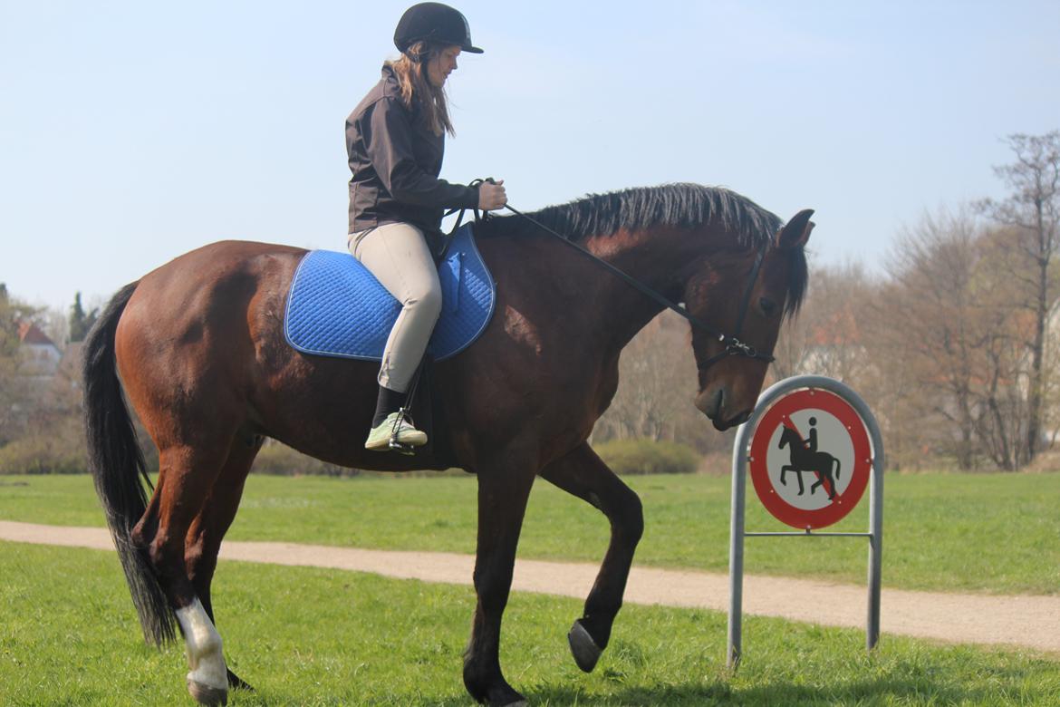 Pinto Pegasus | Soulmate | - 19) Criiiime!! billede 19