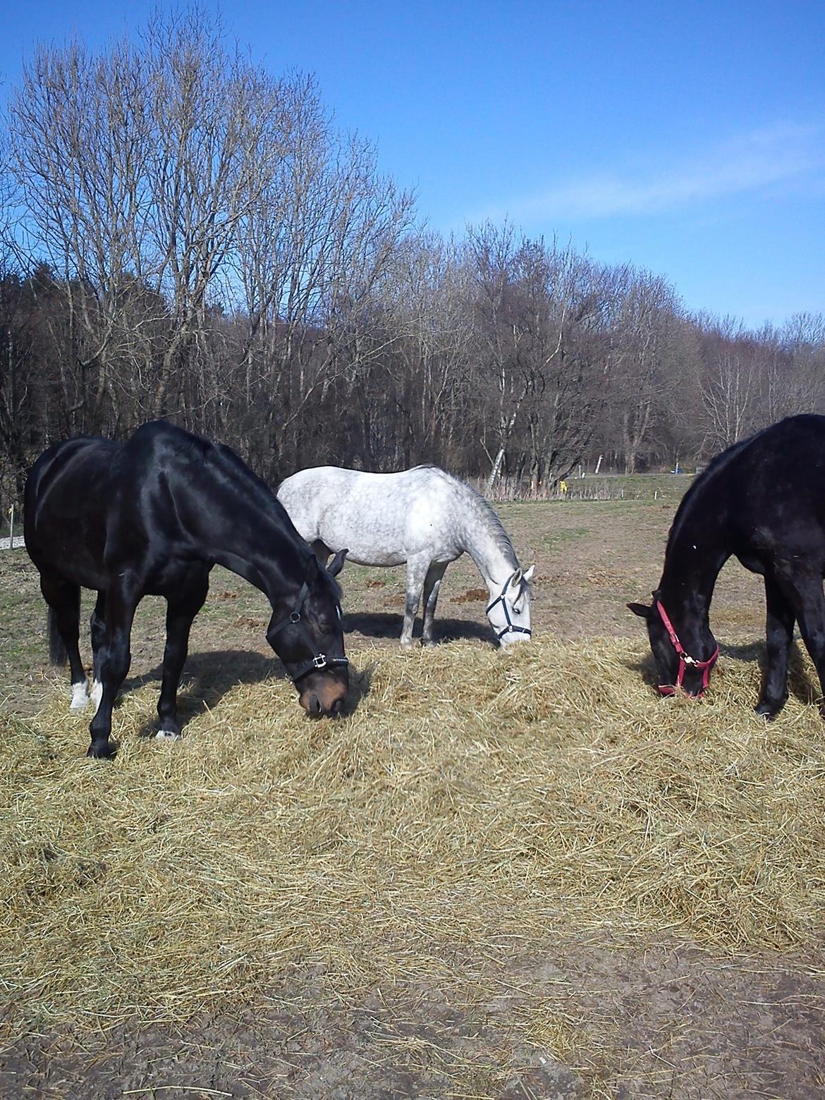 Lipizzaner Maestoso Galya kaldes Silver - Silver m. Viktor og Prins
april 2013 billede 9