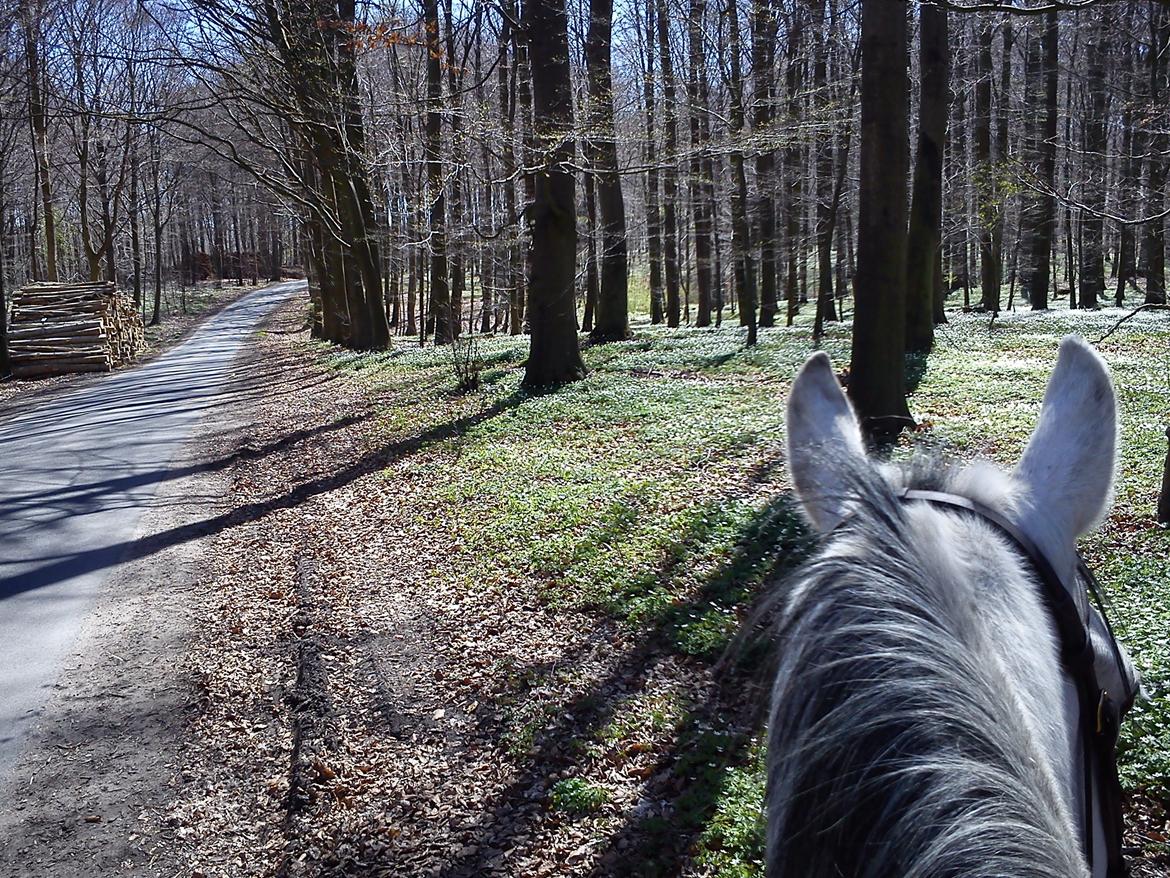 Lipizzaner Maestoso Galya kaldes Silver - tidlig maj 2013 billede 10