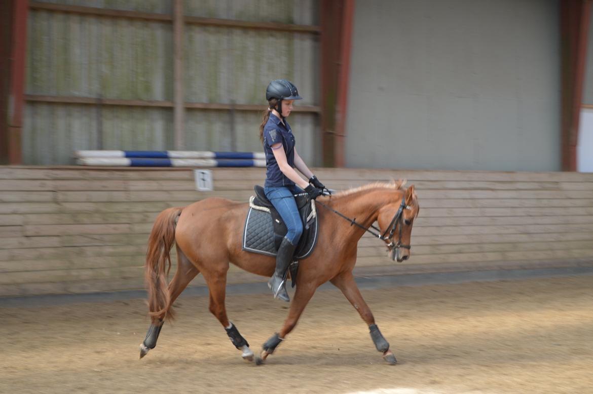 Welsh Partbred (Sec F) Sweet About Me billede 6