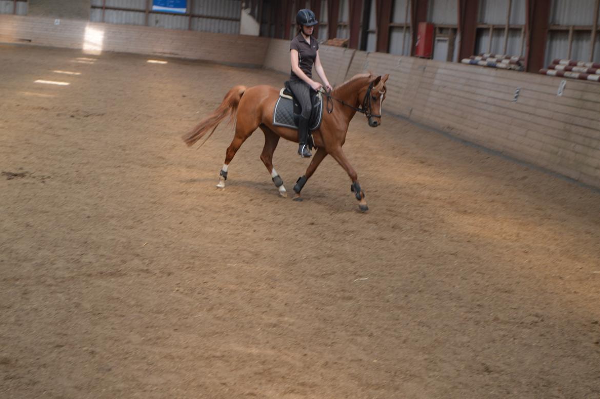 Welsh Partbred (Sec F) Sweet About Me billede 7