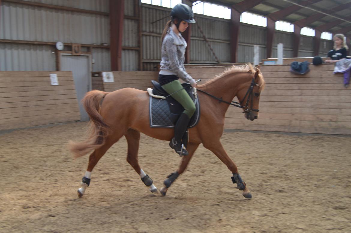 Welsh Partbred (Sec F) Sweet About Me billede 8