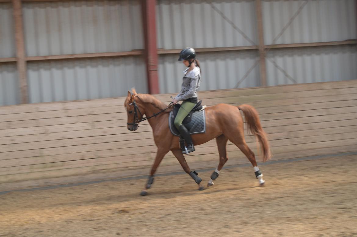 Welsh Partbred (Sec F) Sweet About Me billede 9
