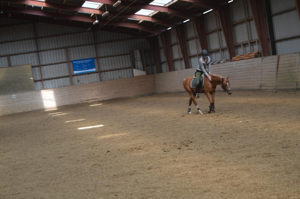 Welsh Partbred (Sec F) Sweet About Me billede 10