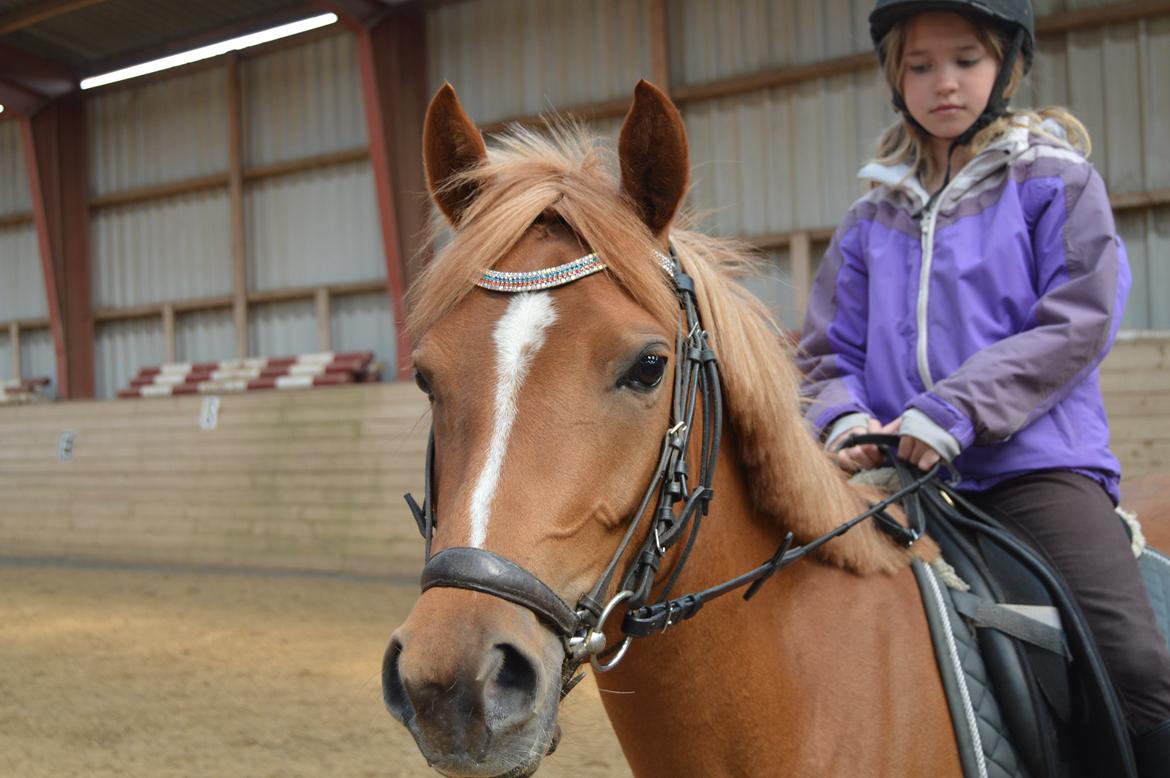Welsh Partbred (Sec F) Sweet About Me billede 12