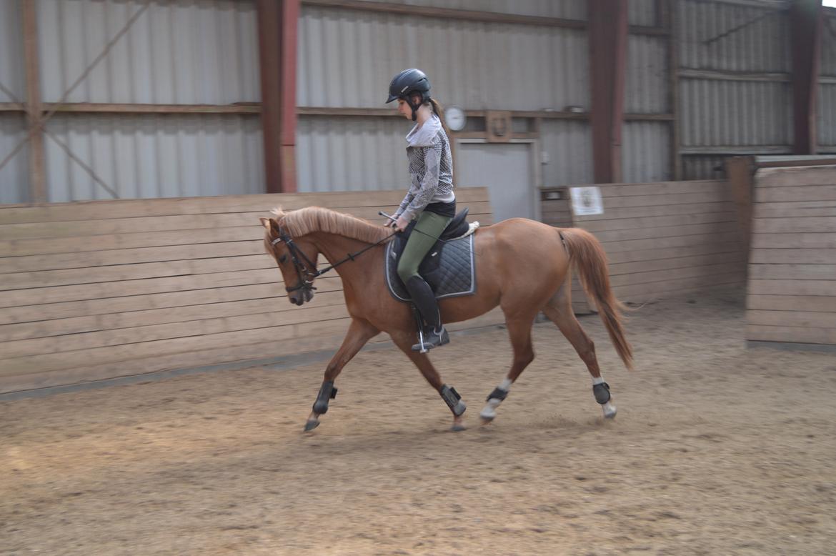 Welsh Partbred (Sec F) Sweet About Me billede 13