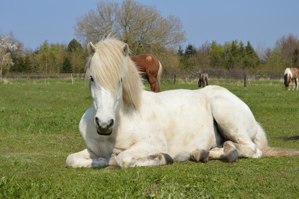 Islænder Jökull billede 1