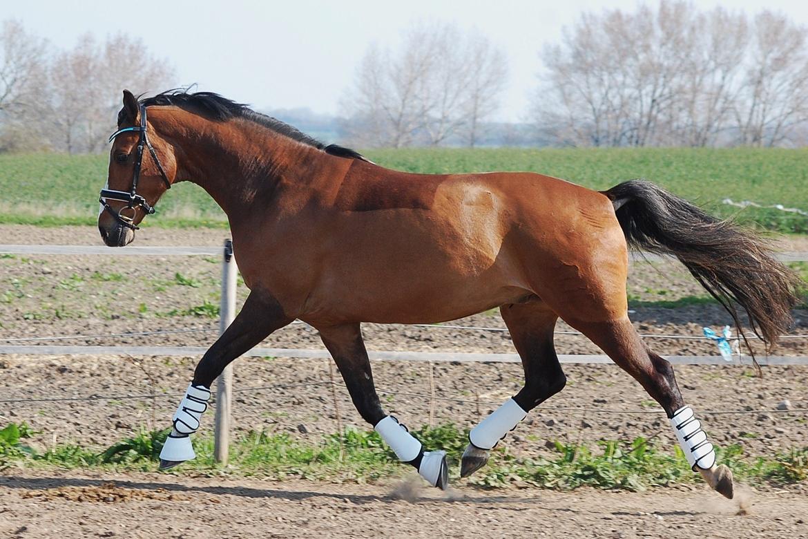 Dansk Varmblod Amour´s Don Cacier billede 46