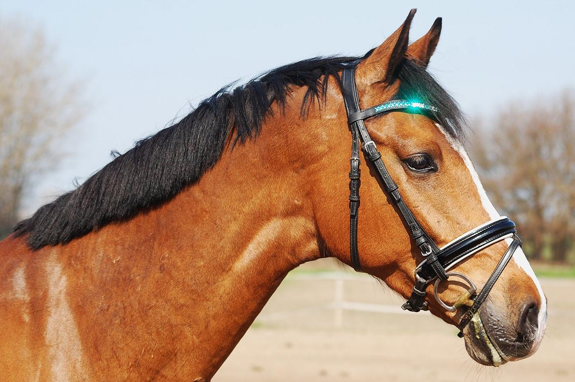 Dansk Varmblod Amour´s Don Cacier billede 34