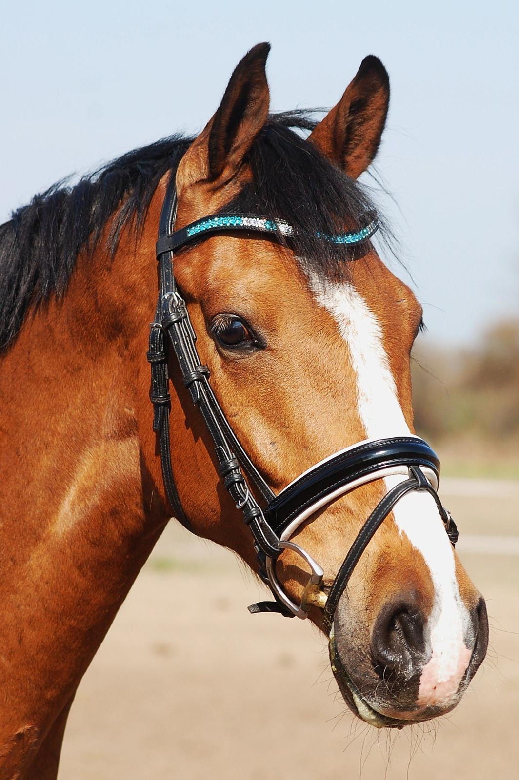 Dansk Varmblod Amour´s Don Cacier billede 23