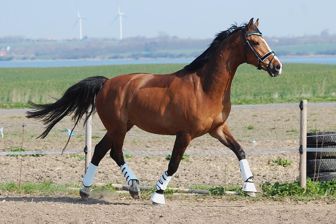 Dansk Varmblod Amour´s Don Cacier billede 26