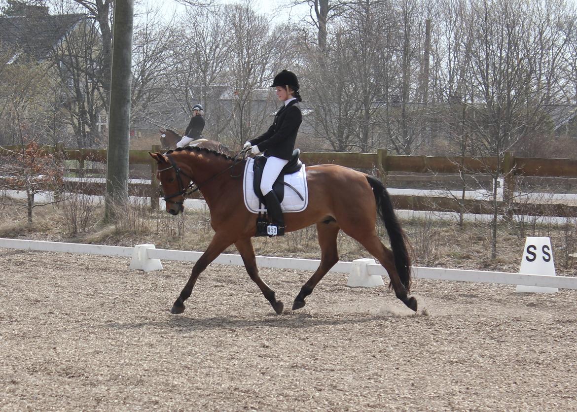 Dansk Varmblod Satchmo - Stævne Hylke billede 13