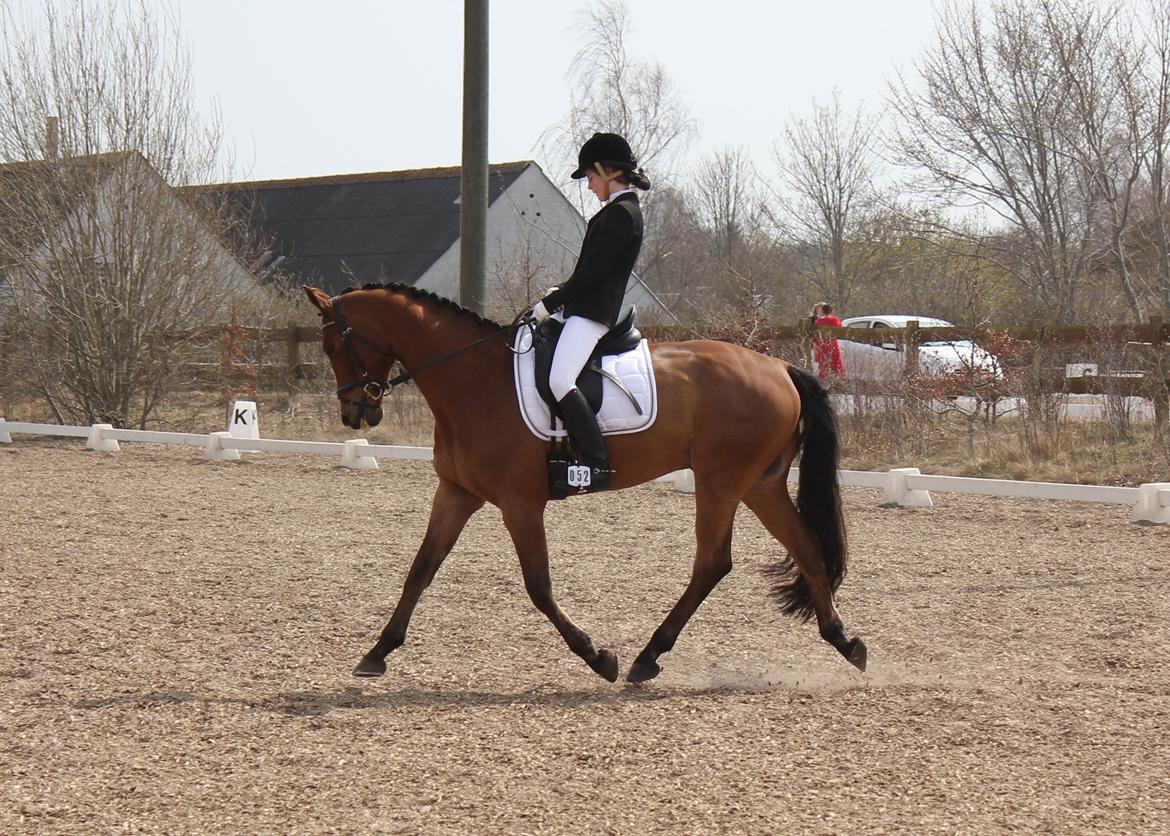 Dansk Varmblod Satchmo - Stævne Hylke billede 19