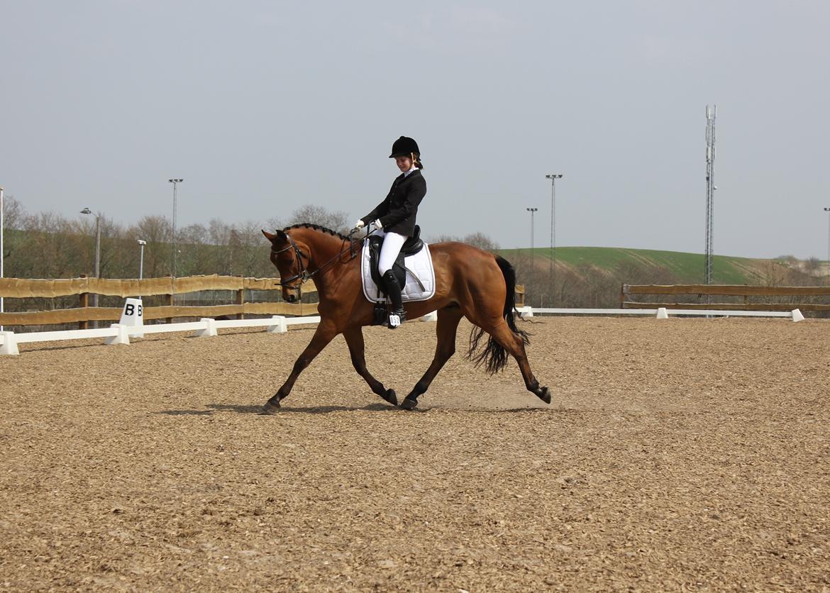 Dansk Varmblod Satchmo - Stævne Hylke billede 5