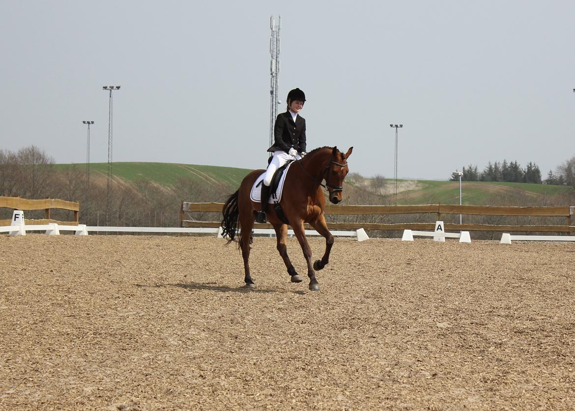 Dansk Varmblod Satchmo - Stævne Hylke billede 15