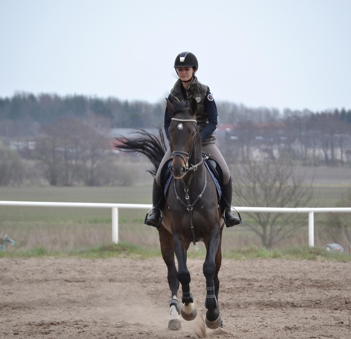 Hollandsk Varmblod Cavour billede 12