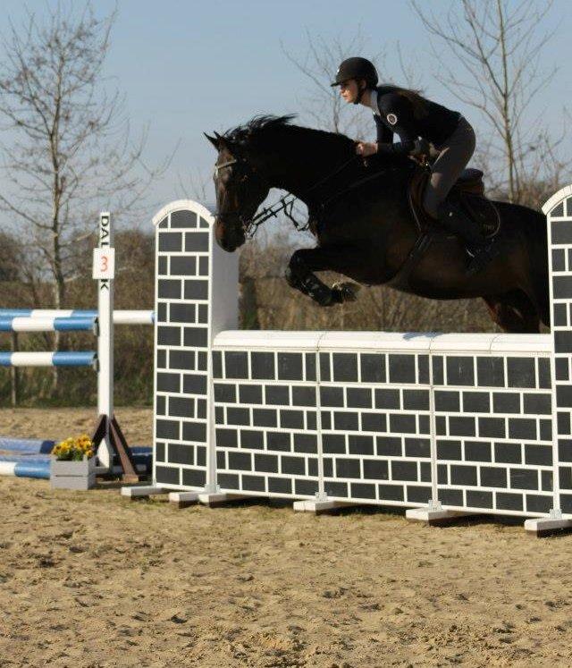 Hollandsk Varmblod Cavour - Mur for første gang i stiv arm!<3 billede 13