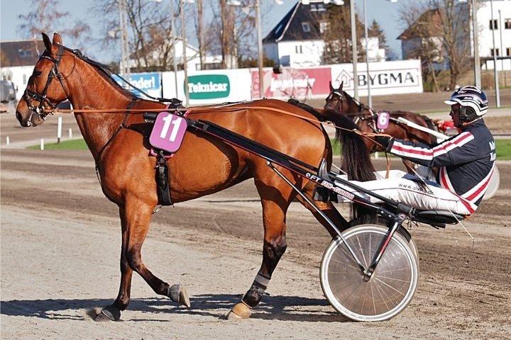 Traver C My Surprise - Charlottenlund Travbane d. 1/5-13 billede 11