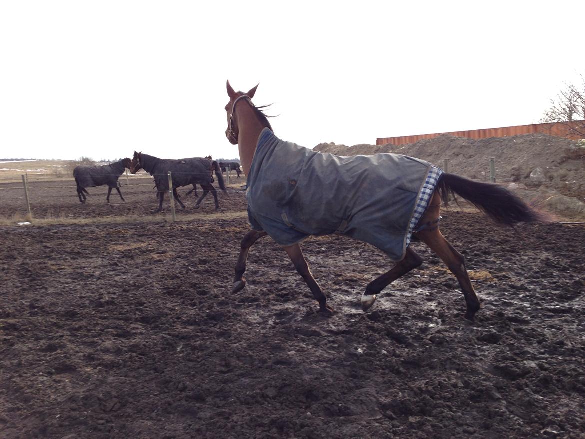 Traver C My Surprise - Efter 4 dage i boks er det dejligt at få luftet fusserne billede 16