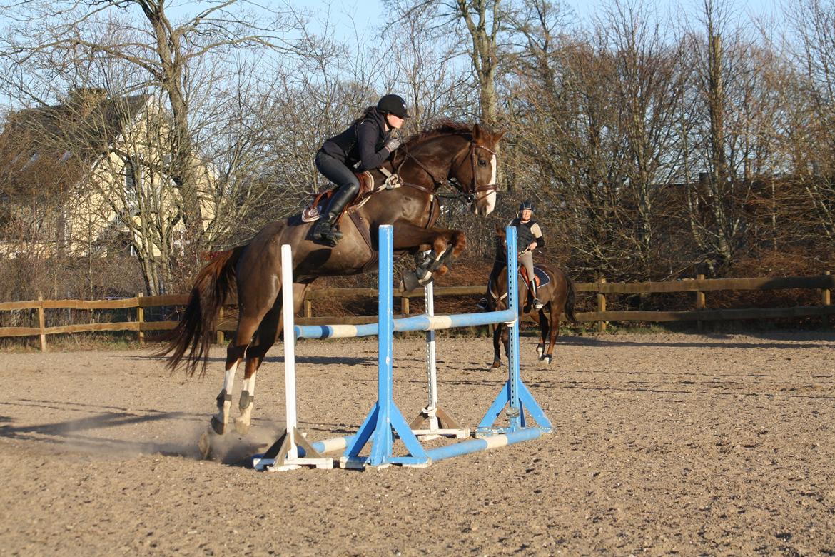 Belgisk varmblod D´Amour V/H Dennenhof - Foto : Mor billede 31