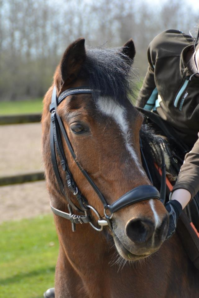 Anden særlig race Else - Else, Foto: Michela  billede 19