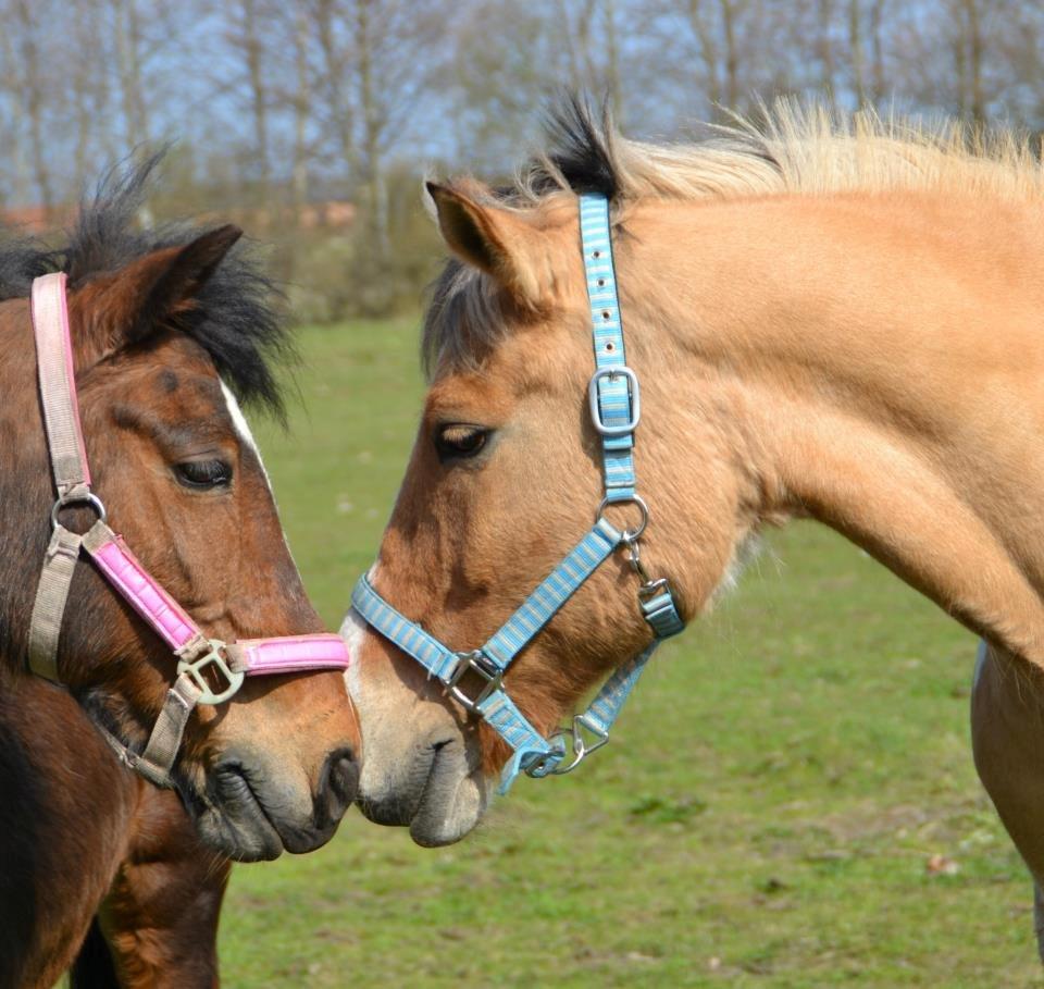 Anden særlig race Else - Foto: Michela billede 20