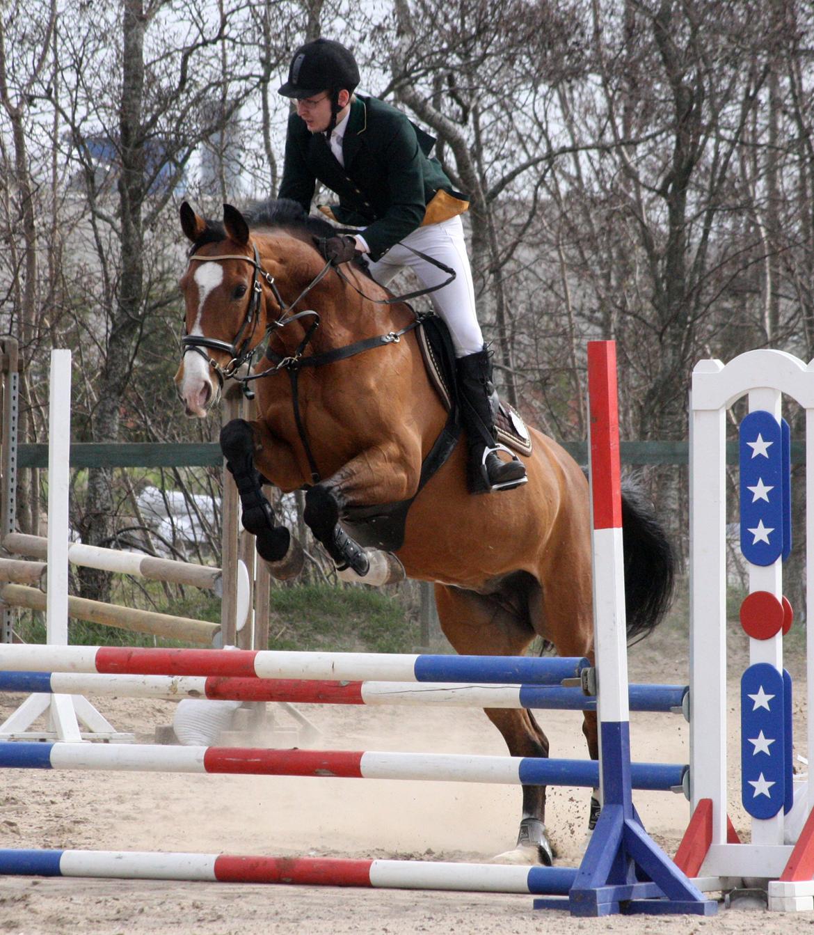 Hollandsk Varmblod Octopussy aka Pusle - farsø 4 maj 2013 billede 17