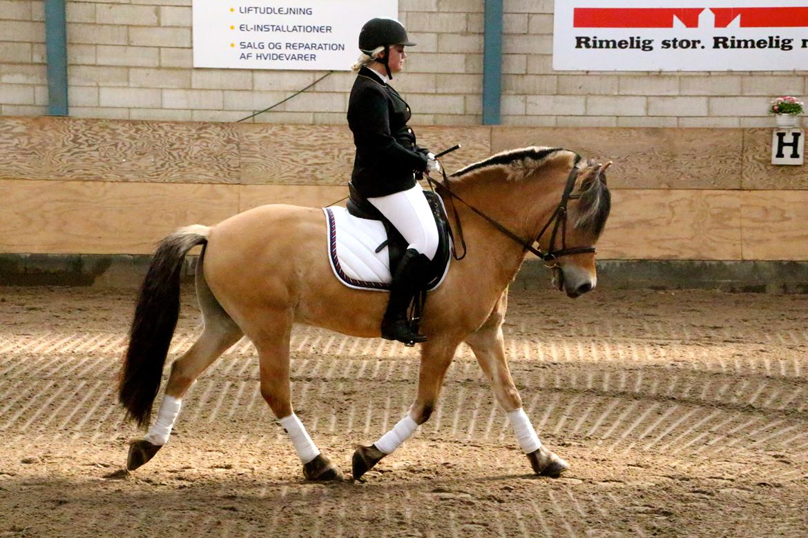 Fjordhest Jackpot Jakobsgaard - 27. april 13' - Bjerringbro LC1.  billede 19