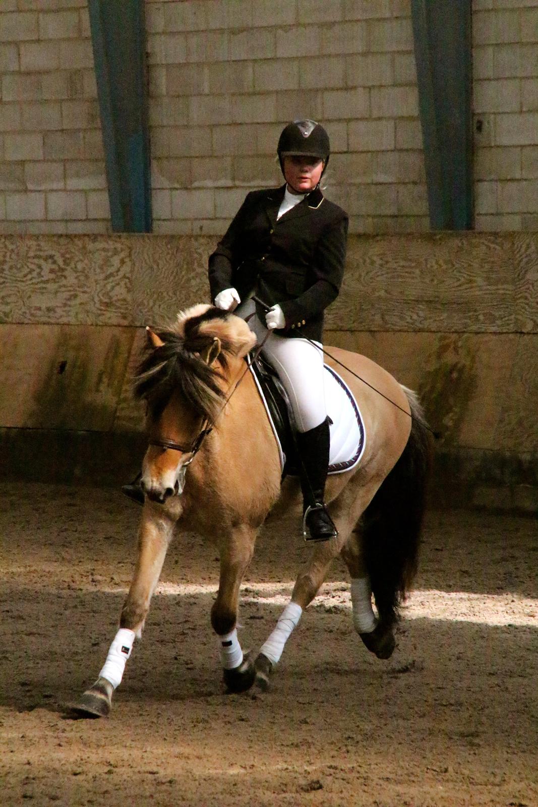 Fjordhest Jackpot Jakobsgaard - 27. april 13' - Bjerringbro LC1.  billede 20