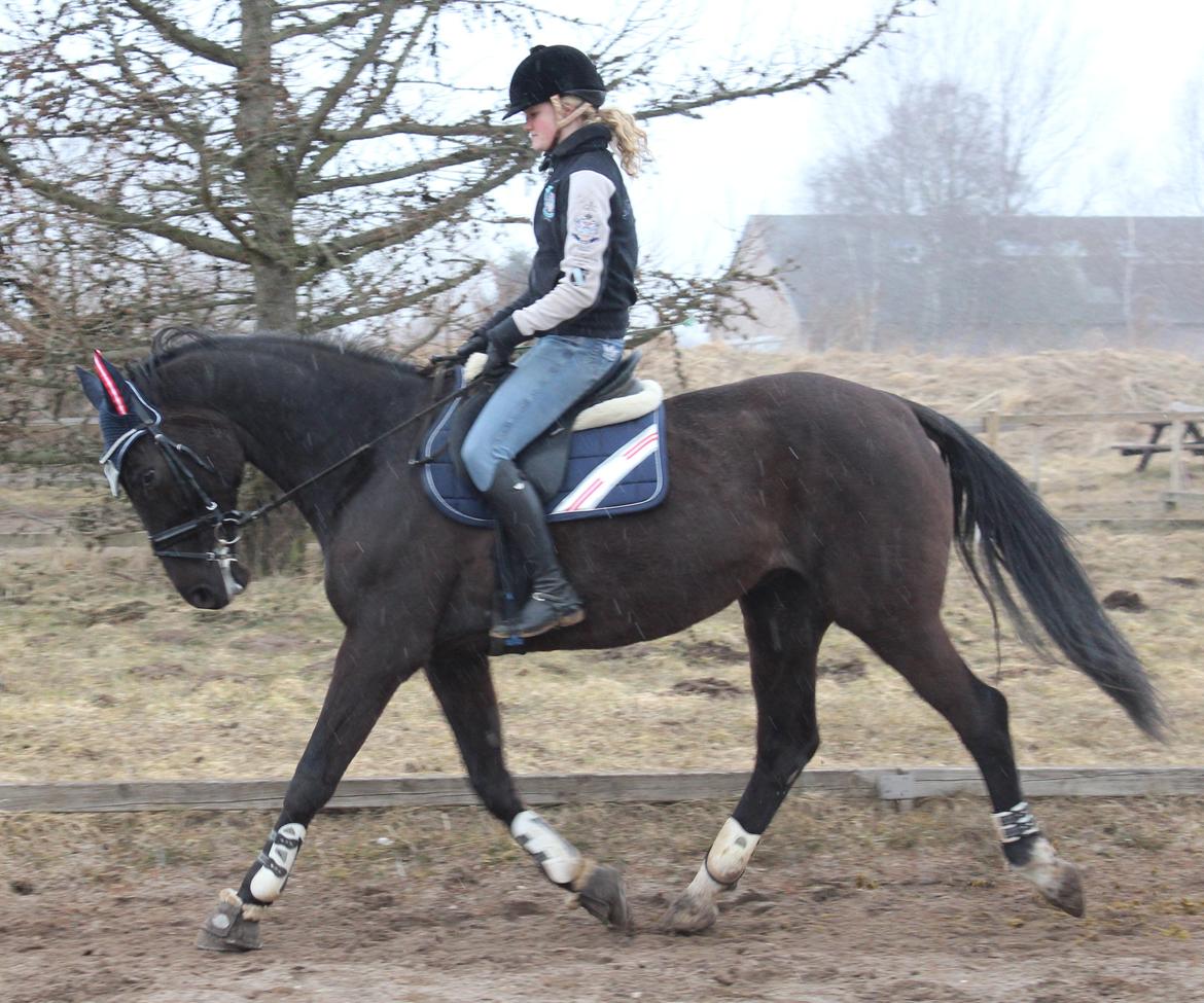 Dansk Varmblod Tranholms Patri - ''Last night i matched each star with a reason for loving you, i was doing great untill i ran out of stars<3'' billede 17