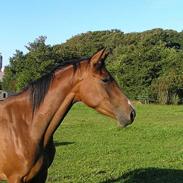 Anden særlig race horisont 