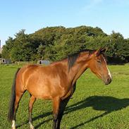 Anden særlig race horisont 