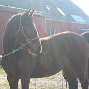 Anden særlig race Herkules Proud Solgt :'(