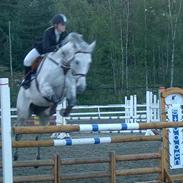 Hollandsk Varmblod Lodewijck