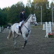 Hollandsk Varmblod Lodewijck