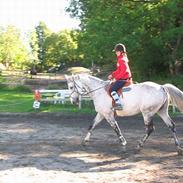 Hollandsk Varmblod Lodewijck