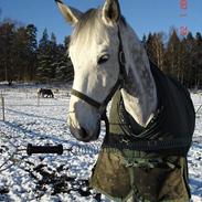 Hollandsk Varmblod Lodewijck