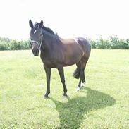 Dansk Varmblod Contikki